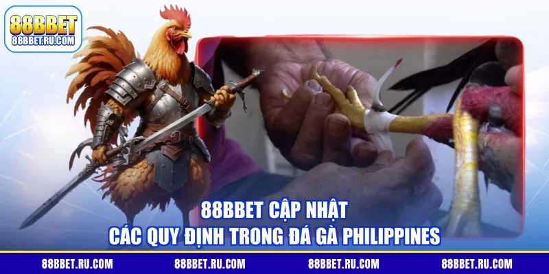 88BBET cập nhật các quy định trong đá gà Philippines