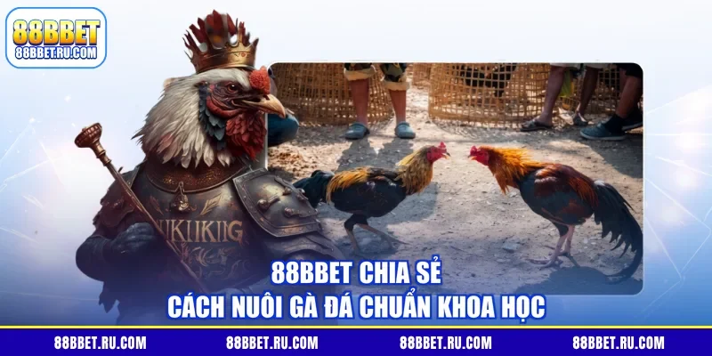 88BBET chia sẻ cách nuôi gà đá chuẩn khoa học