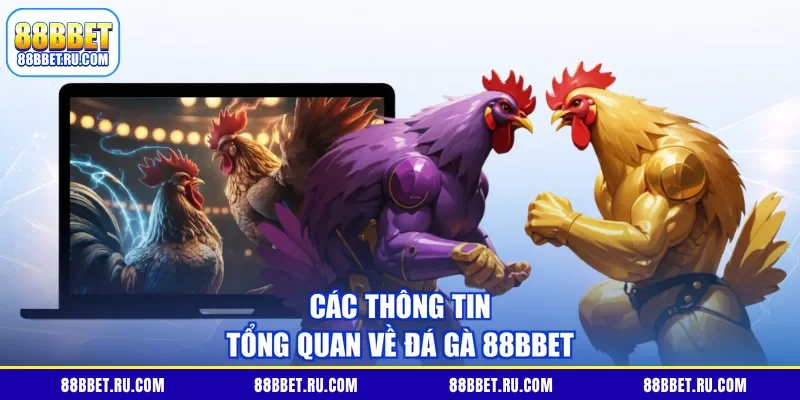 Các thông tin tổng quan về đá gà 88BBET