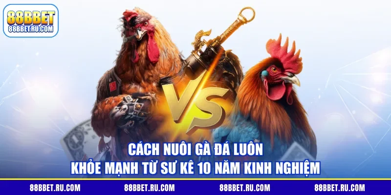 Cách Nuôi Gà Đá Luôn Khỏe Mạnh Từ Sư Kê 10 Năm Kinh Nghiệm