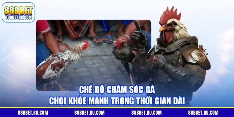 Chế độ chăm sóc gà chọi khỏe mạnh trong thời gian dài
