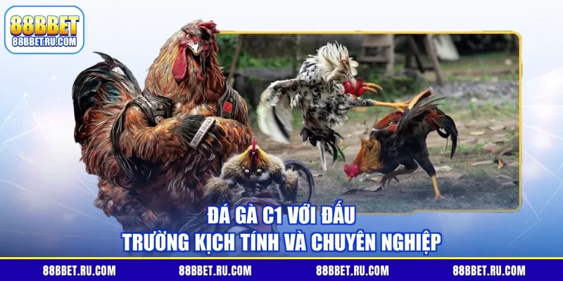 Đá gà C1 với đấu trường kịch tính và chuyên nghiệp