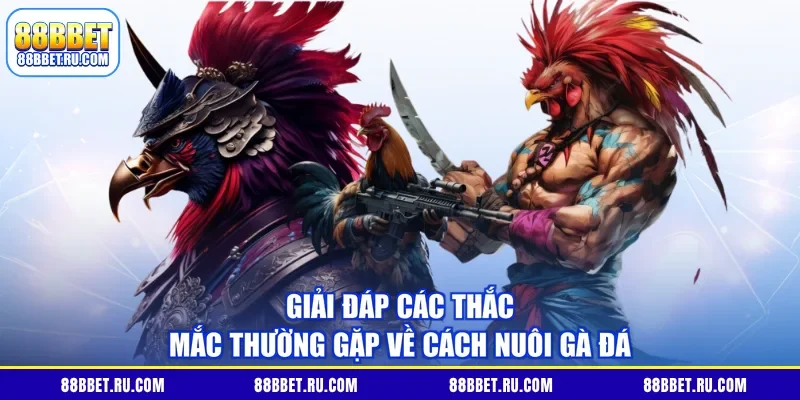 Giải đáp các thắc mắc thường gặp về cách nuôi gà đá