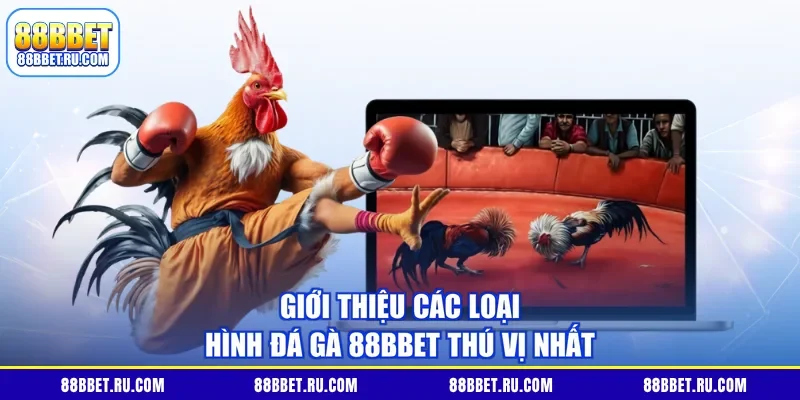 Giới thiệu các loại hình đá gà 88BBET thú vị nhất