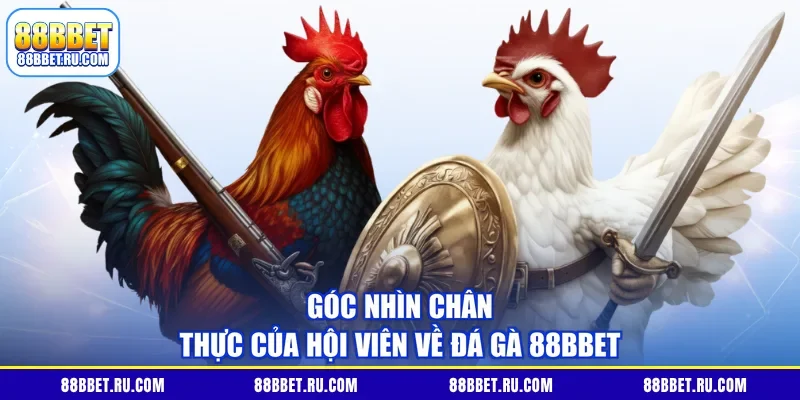 Góc nhìn chân thực của hội viên về đá gà 88BBET