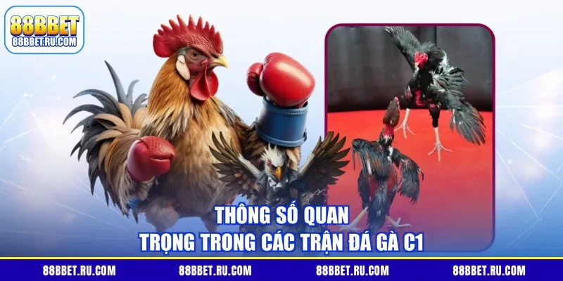 Thông số quan trọng trong các trận đá gà C1